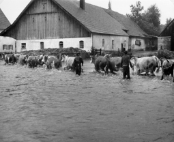 Bild Hochwasser Eching 1960