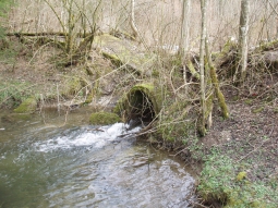 Voher: Verrohrter Bach verhindert den Aufstieg von Fischen in das Nebengewässer