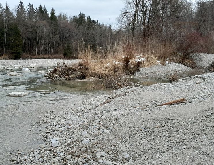Bild Neuer Lebensraum in der Isar unterhalb des Kraftwerkes Bad Tölz