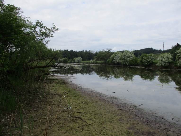 Altwasser Bierbichl bei Niedrigwasser, Mai 2025
