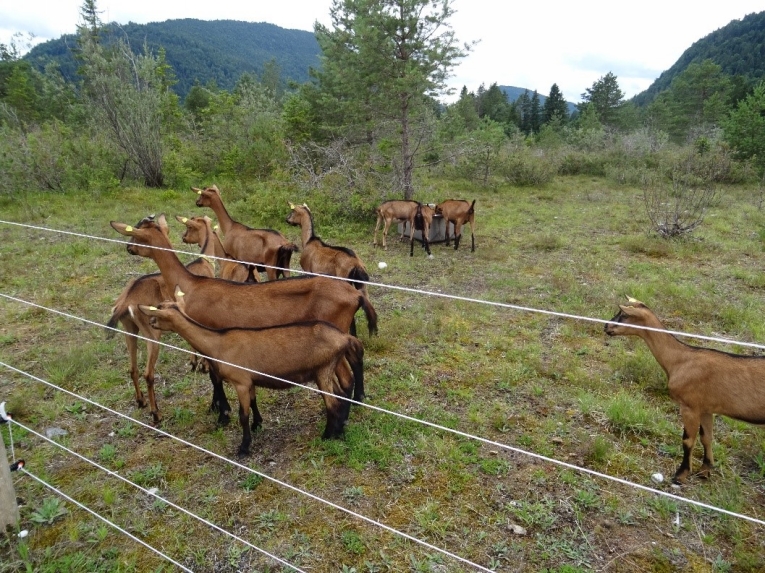 Beweidung durch Ziegen